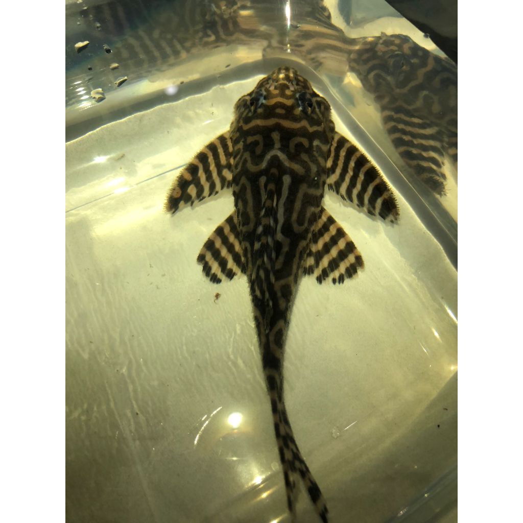 PLECO L236 KING TIGER size indukan (hypancistrus)