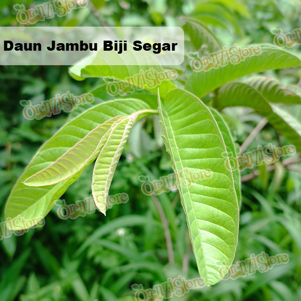 

Daun Jambu Biji Pucuk Tua Segar 20 Lembar Obat Herbal