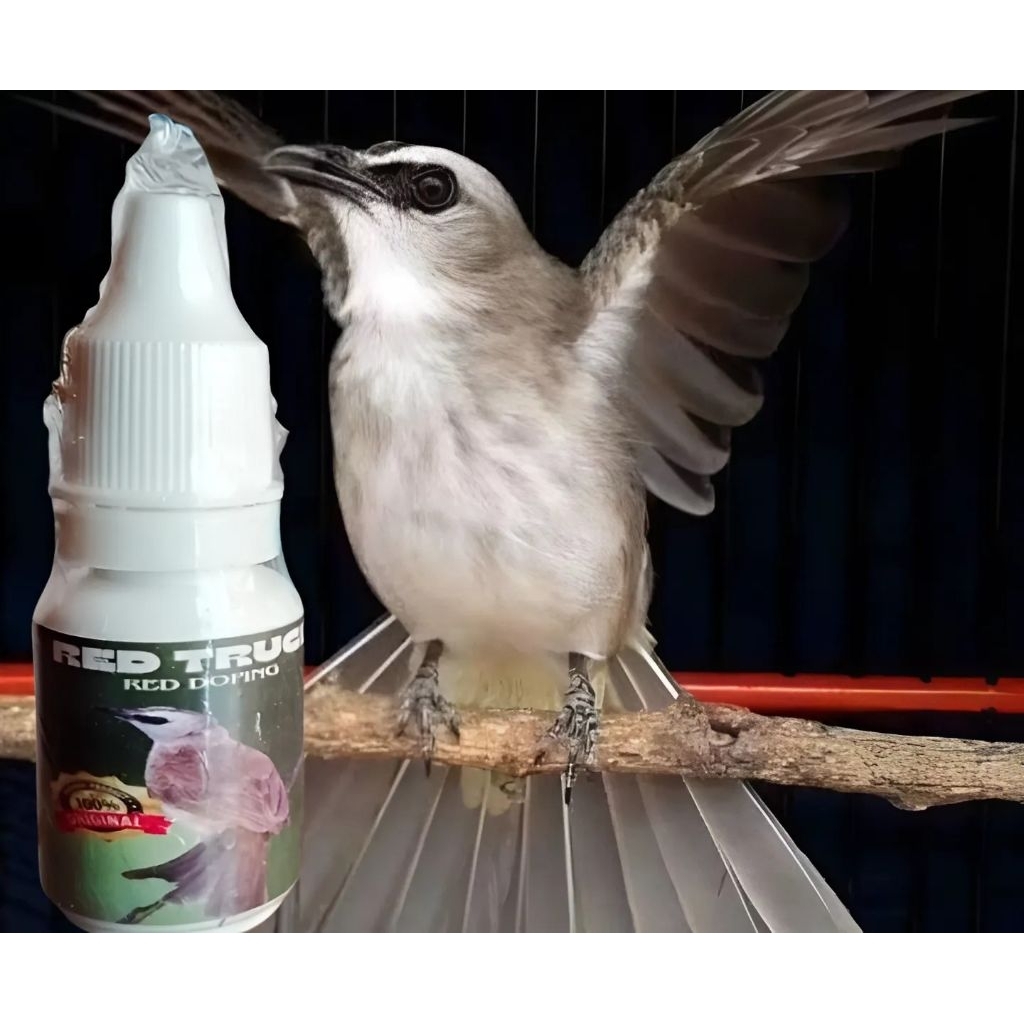 Doping burung trucukan gacor Garuda doping harian/lomba ampuh