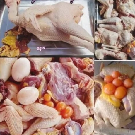 

Ayam Petelur Ayam Merah 1 ekor Segar Bukan Frozen