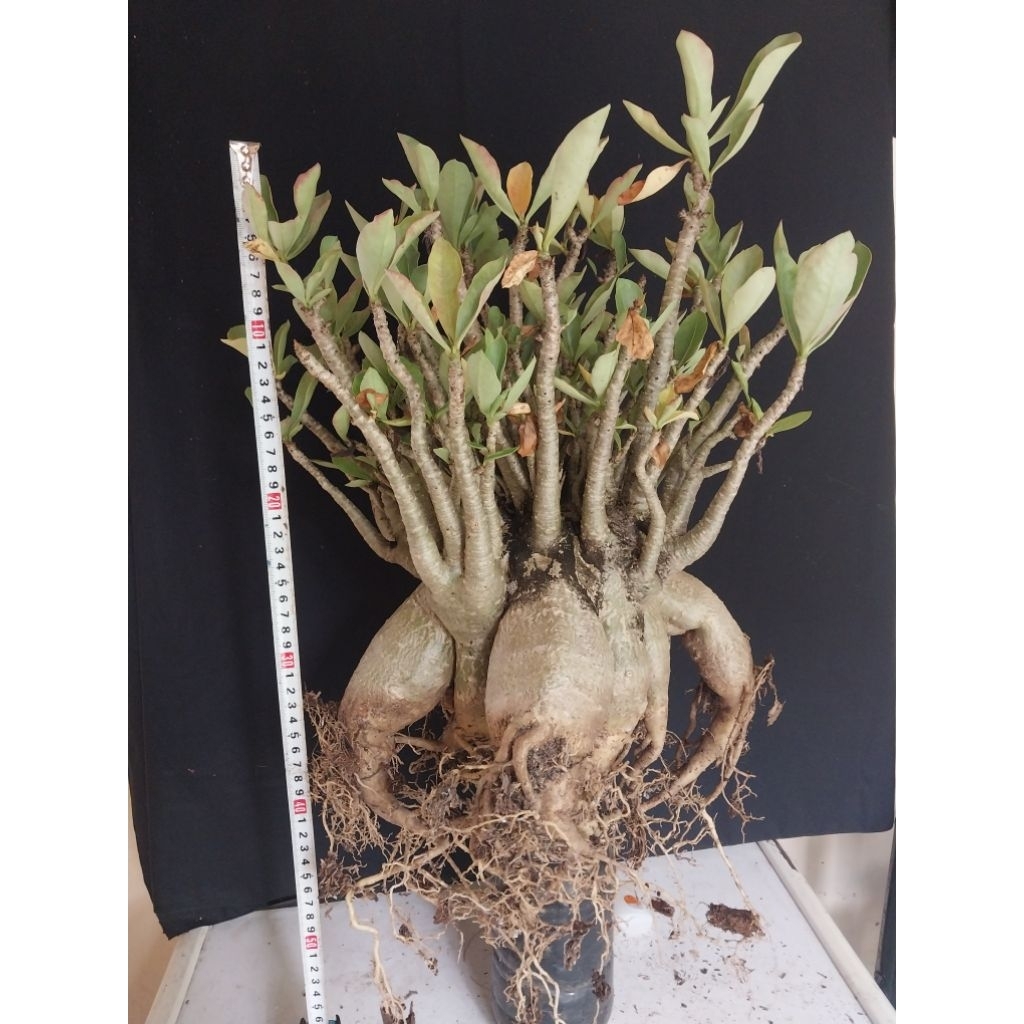 Adenium Arabicum Hibrid Godji X Ara Champ Induk Jumbo