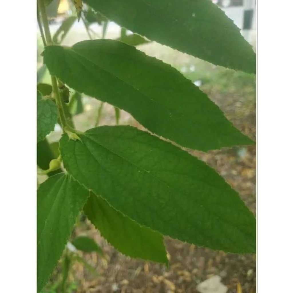 

1 KG Daun Kersen Segar / Daun Tolak Ceri Asli – Herbal Alami Siap Seduh / Bisa Dikeringkan Sendiri