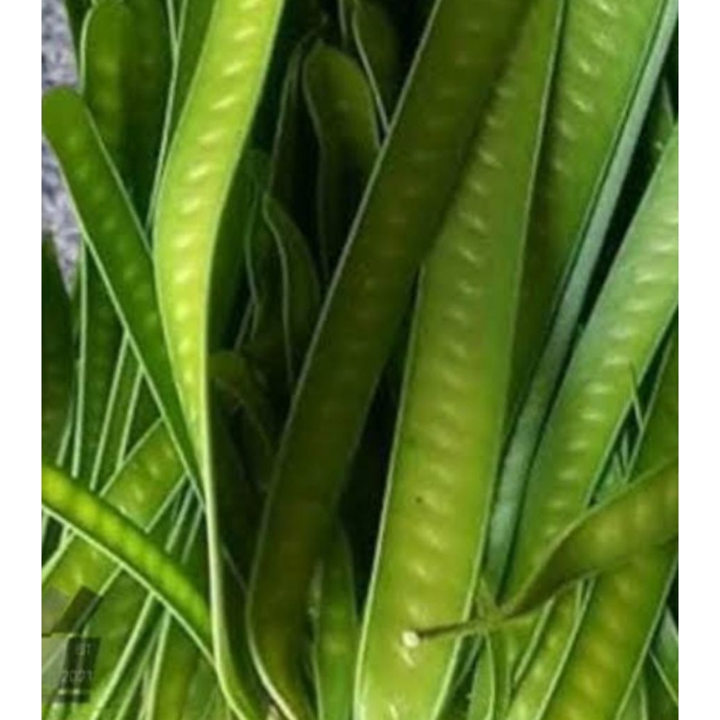 

Jual pete cina tua atau yang muda segar organik 500 g