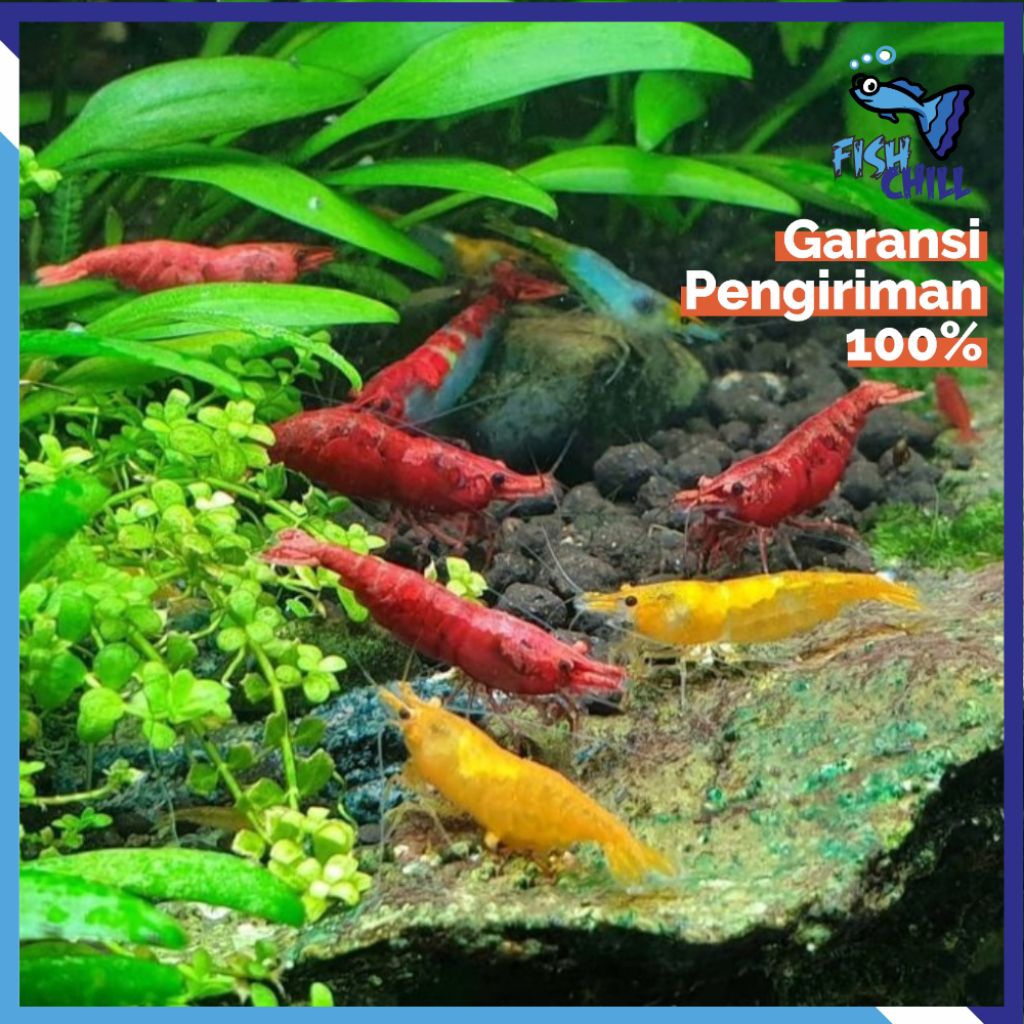 Hiasan Aquarium || UDANG || Aquascape Soliter Mini Lampu LED Batu Pasir Malang Aksesoris Mesin Busa 