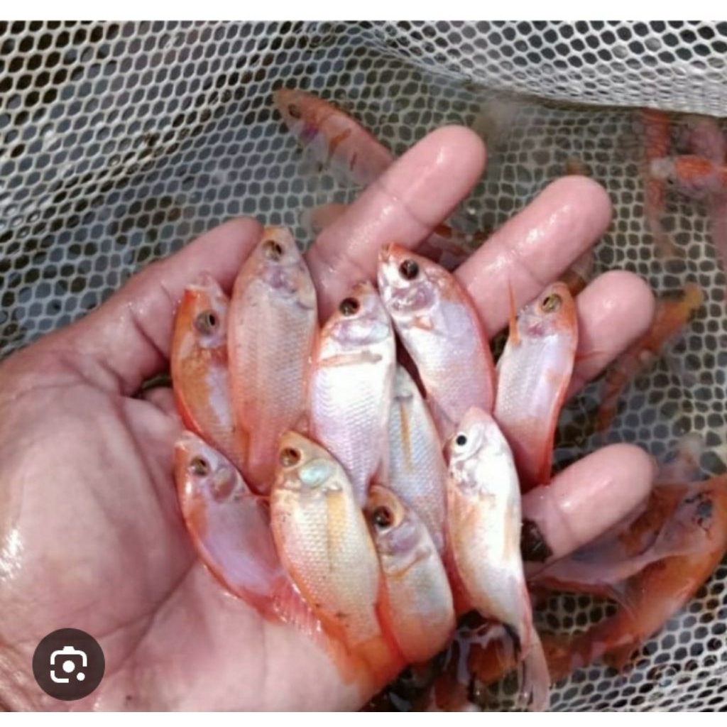 Bibit ikan nila merah per 50ekor uk korek api