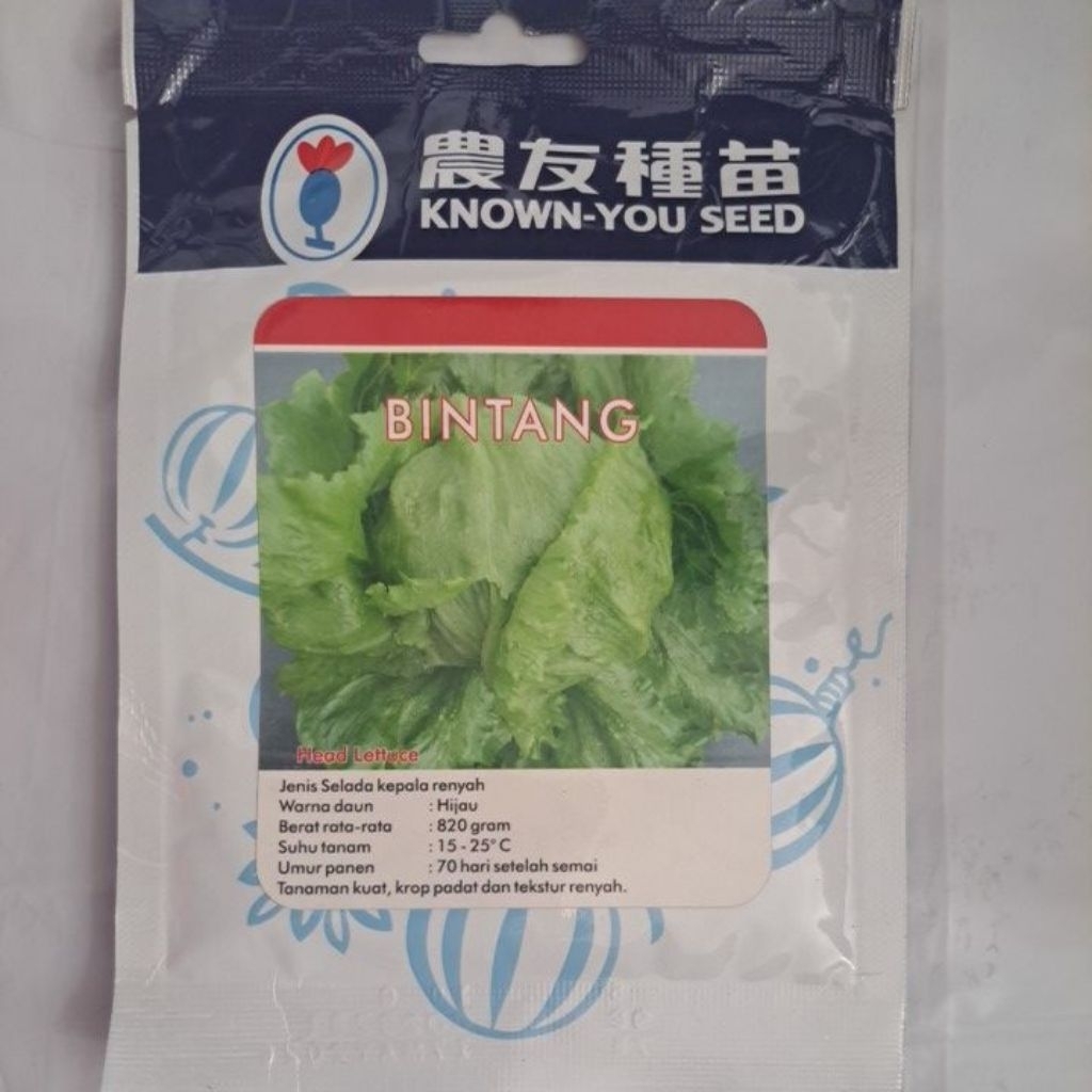 BENIH SELADA HEAD LETTUCE BINTANG