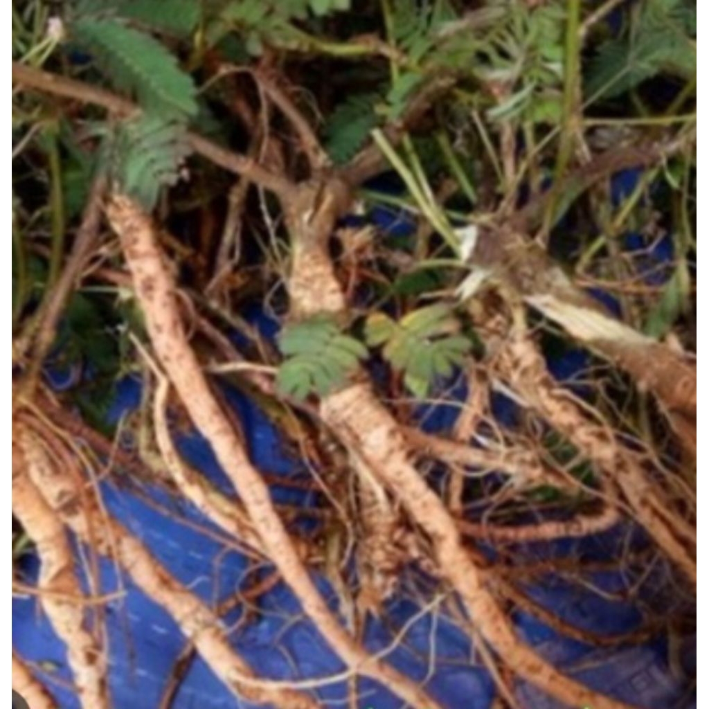 

Jual akar rumput putri malu segar organik 500 g