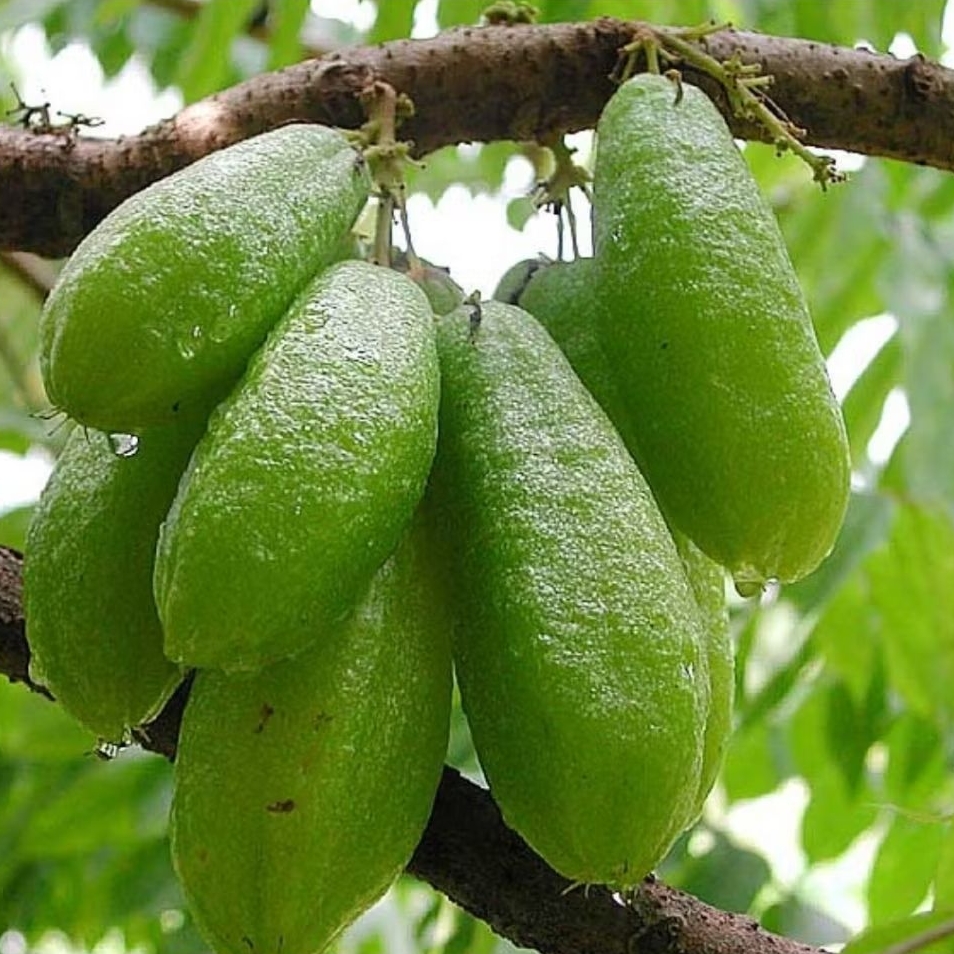 Beli 1 Gratis 1 Bungkus Benih Belimbing Wuluh / Sayur –Cepat Berbuah & Tajam Asam Segar | Bumi Hijau