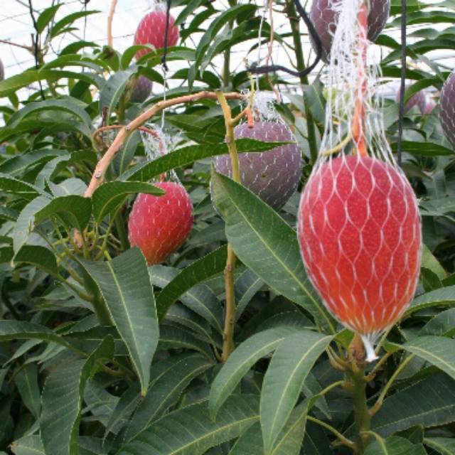 Bibit Pohon Tanaman Mangga Yuwen Super Unggul / Bibit Mangga Super Unggul