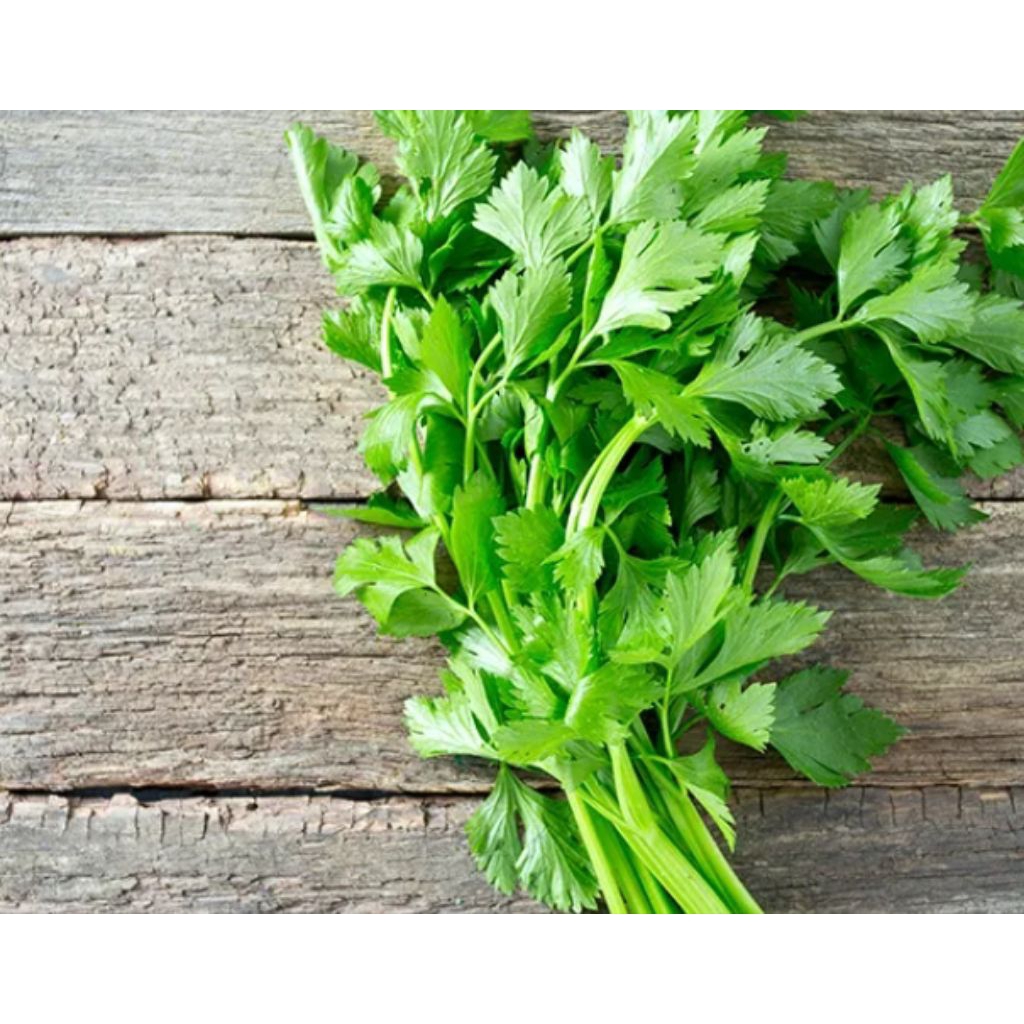 

daun saledri 50g 100g