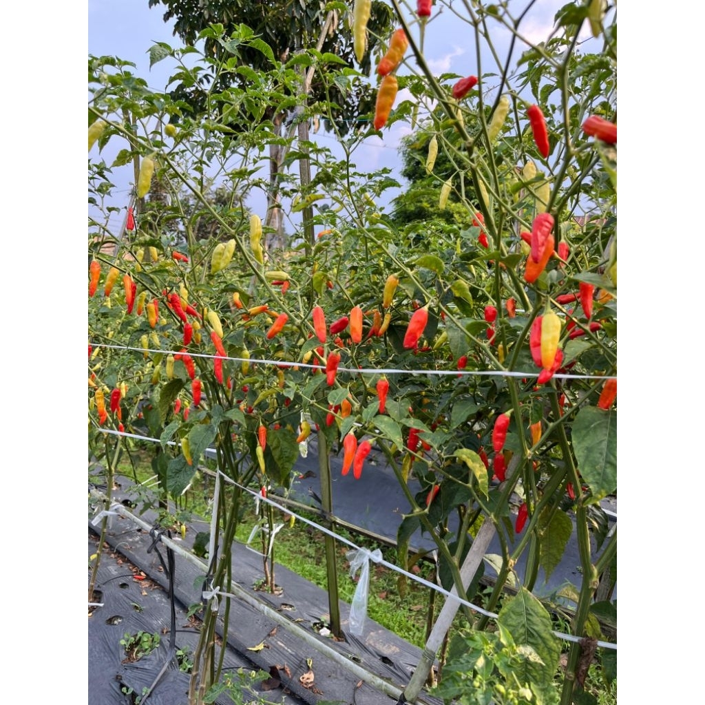 

cabe rawit merah FRESH ORI 1kg langsung dari PETANI