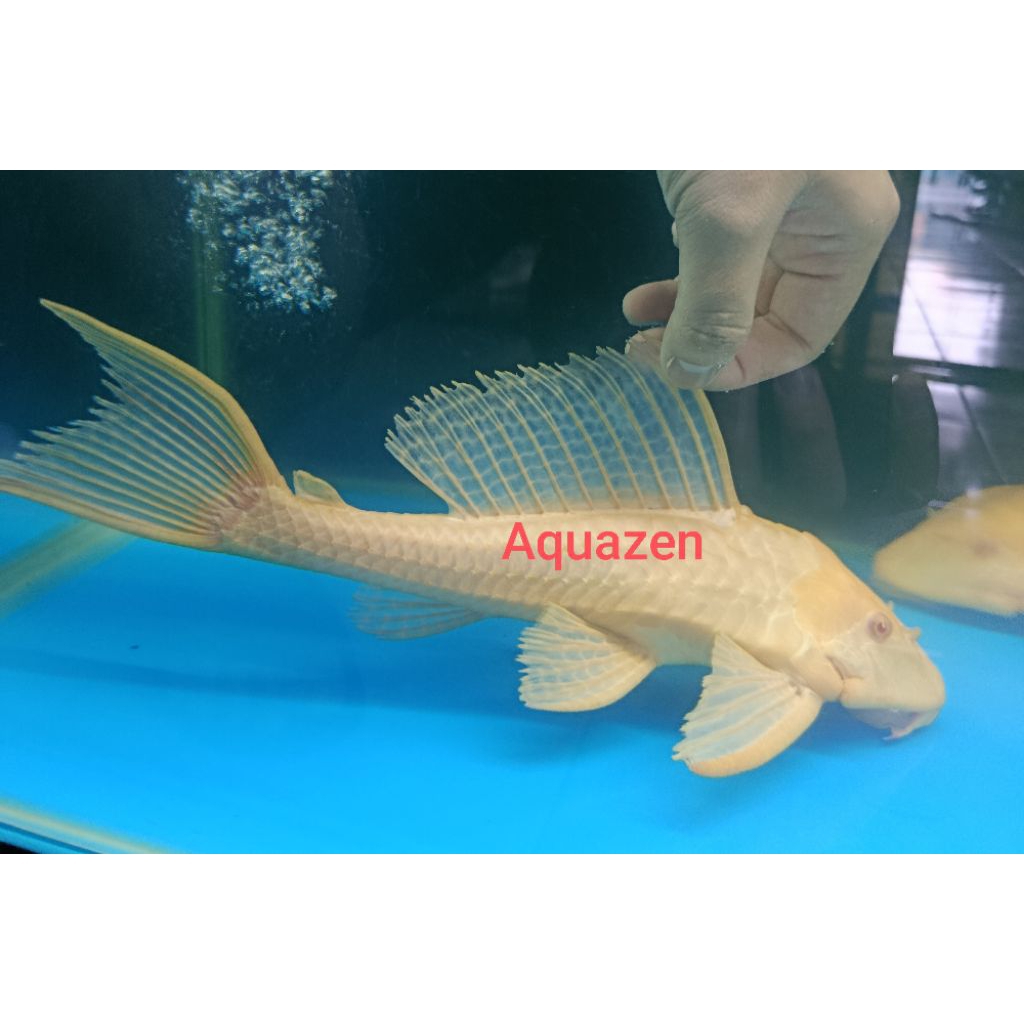 Pleco L083 Gibicep JUMBO 25CM 30CM 35CM 40CM Pemakan Alga Ikan Sapu-Sapu