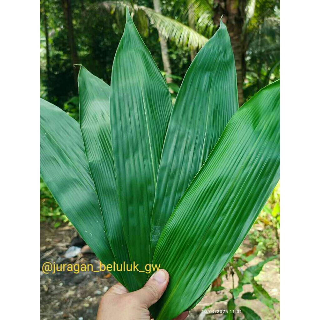 

Daun Bambu Fresh Bungkus Bacang DLL 500 per lembar