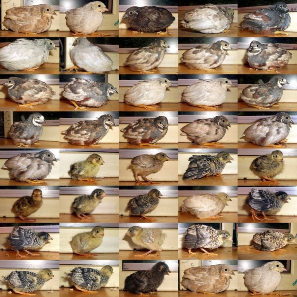 Puyuh Batu Hidup Umur 2 Bulan+ Siap Ternak (Khusus Area Malang) Di luar malang, WAJIB CHAT TOKO