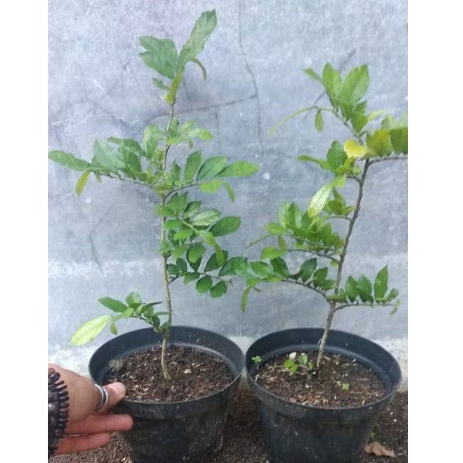 bahan bonsai serut