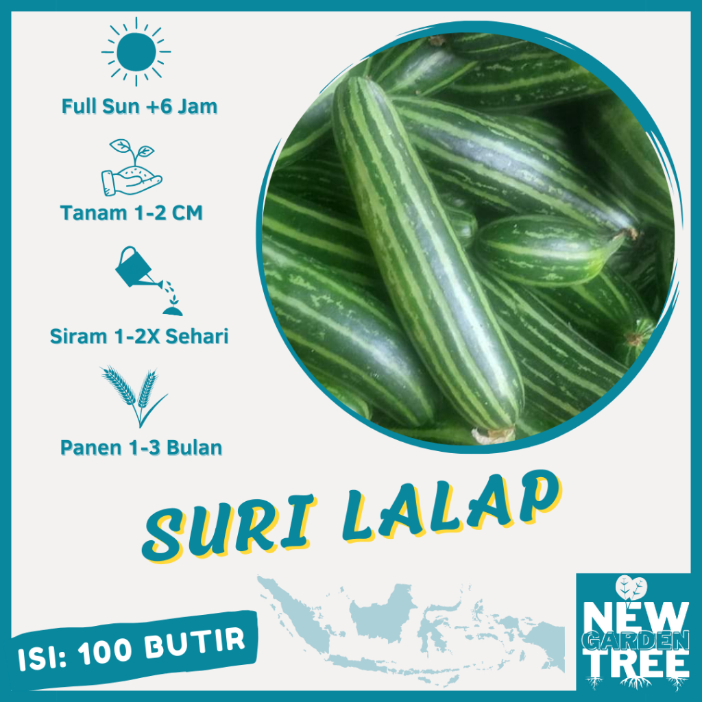 BENIH SAYURAN: 100 BENIH TIMUN SURI KRAY LALAP TIDAK PAHIT UNGGULAN