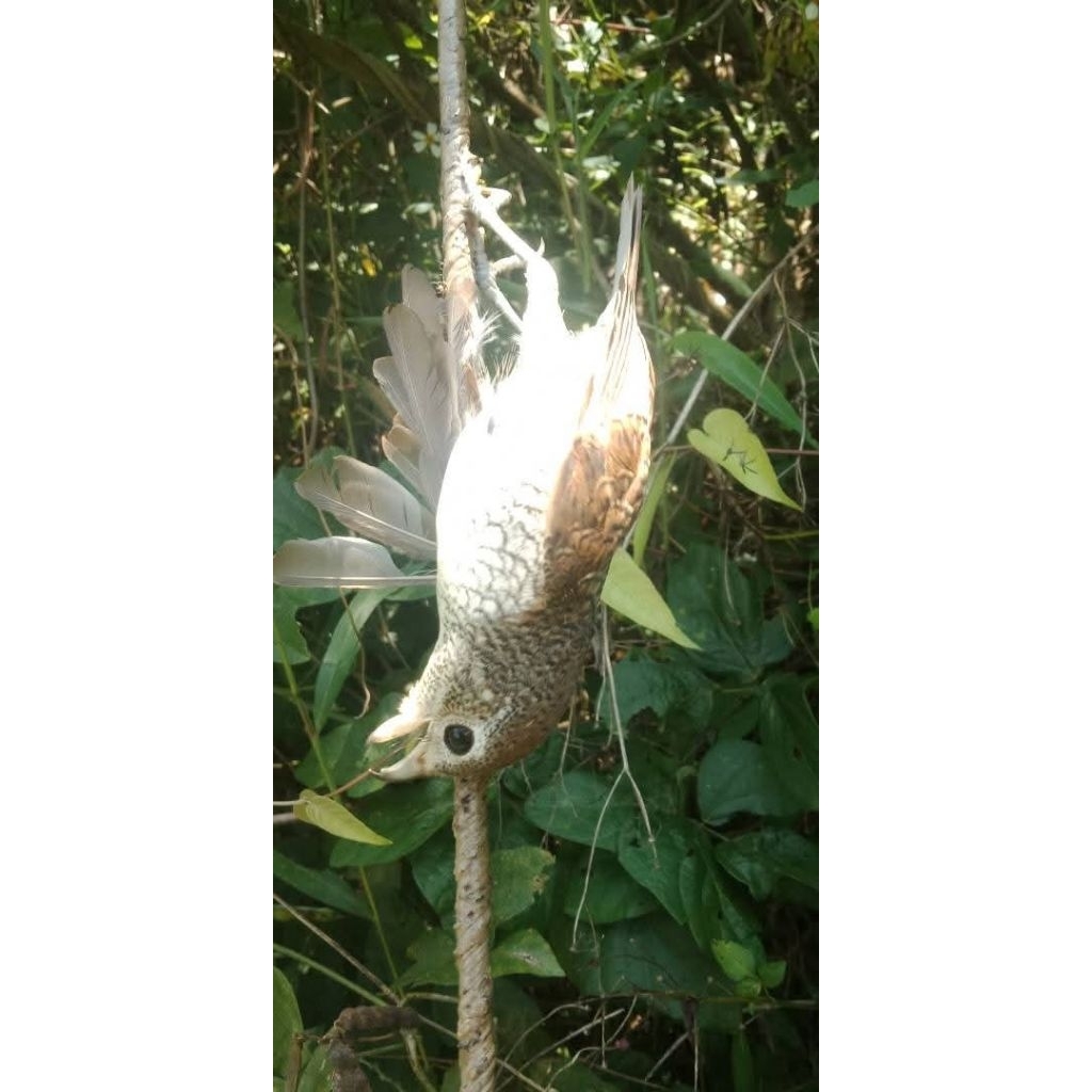 Pulut Burung Super Lengket No Bau Anti Lalat 1 Ons