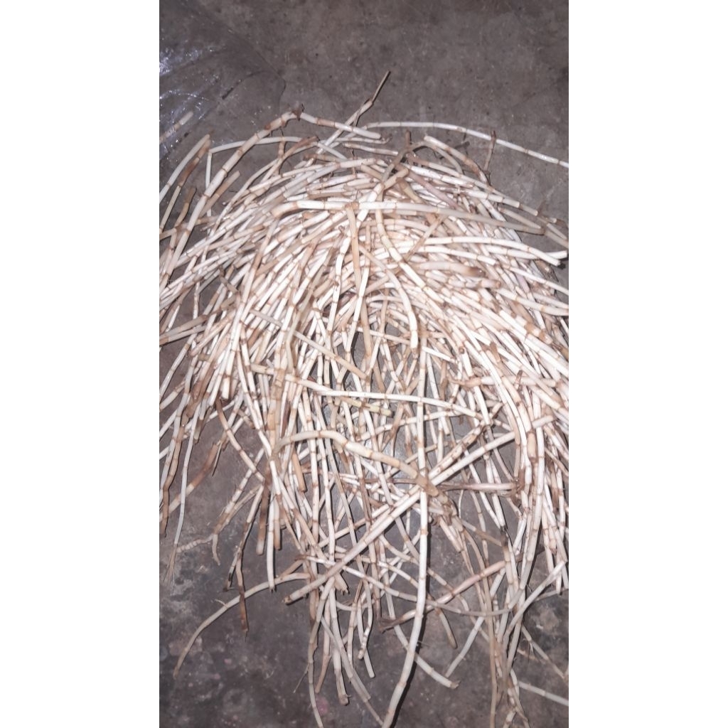 

akar alang alang atau eurih bersih 250g