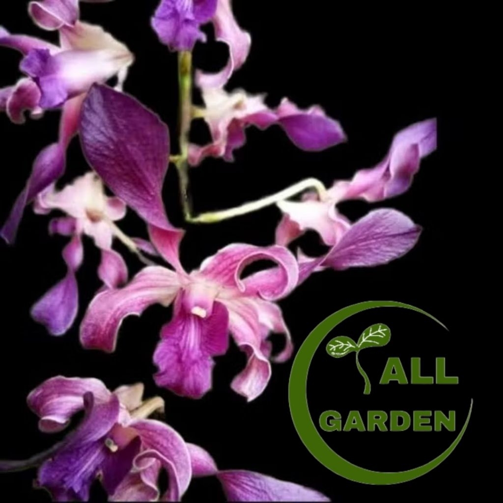 Anggrek Dendrobium Kriting / Kritingan - ID Blue Twist / ID Mesangnil .