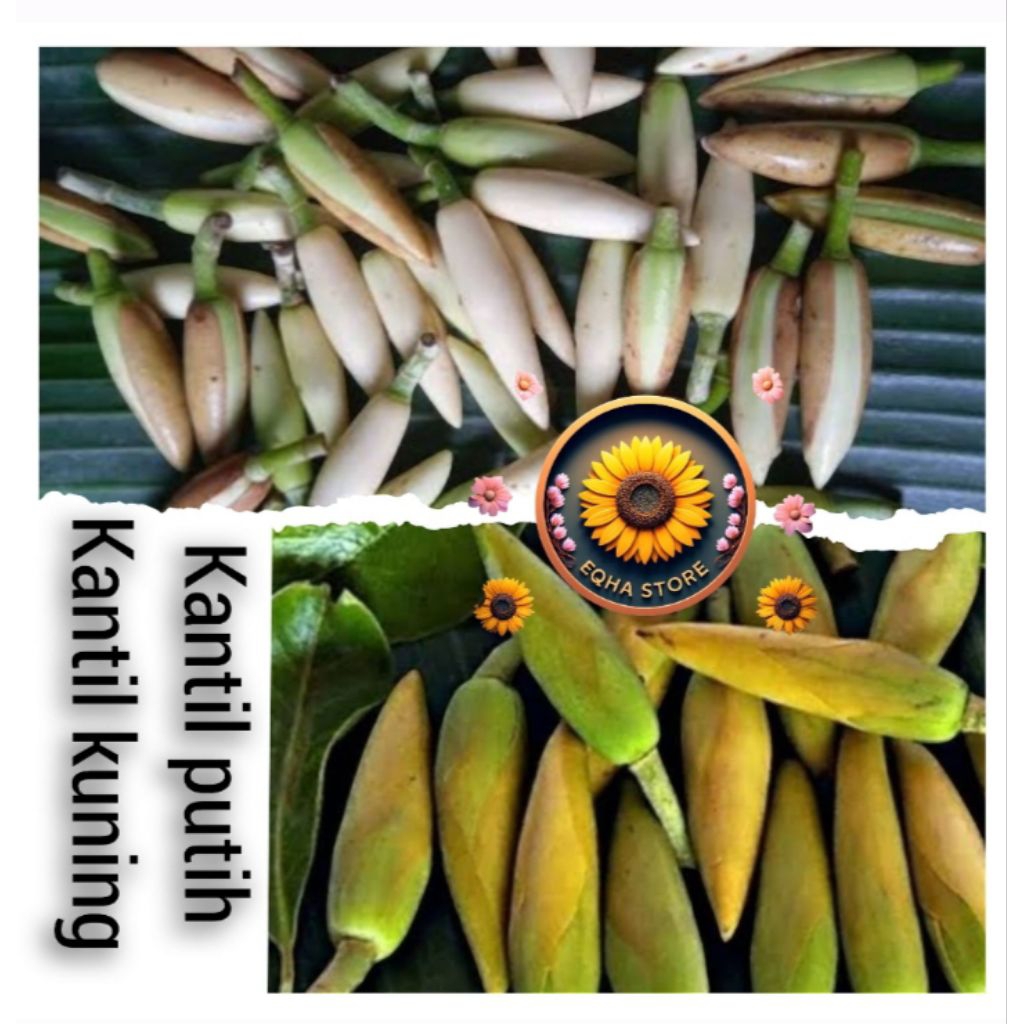 

kantil putih dan kantil kuning isi 50 biji kantil segar cempaka putih dan kuning kuncup