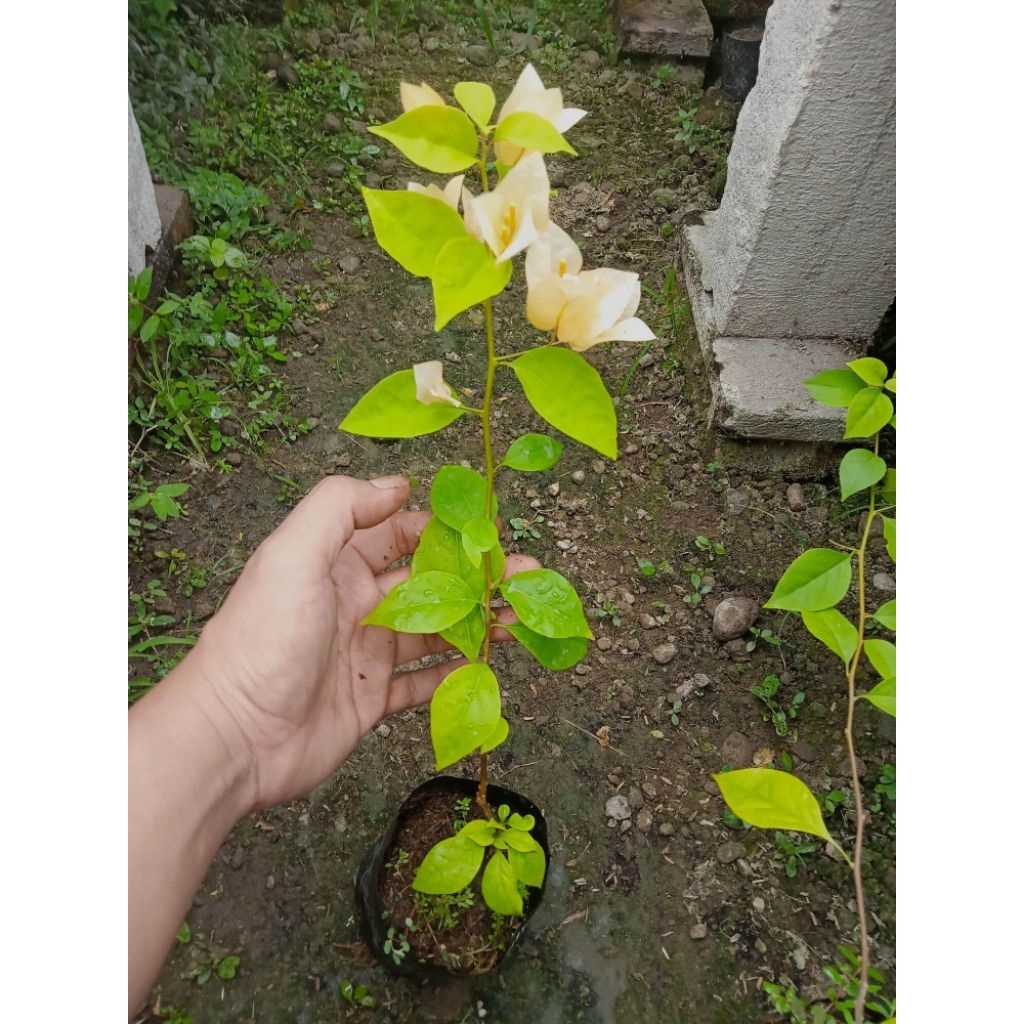 Tanaman Hias Bougenville Import id Survena (Ori)