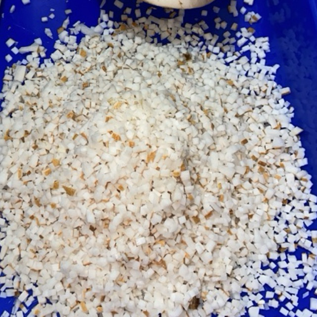 kelapa umpan mancing bawal gacor