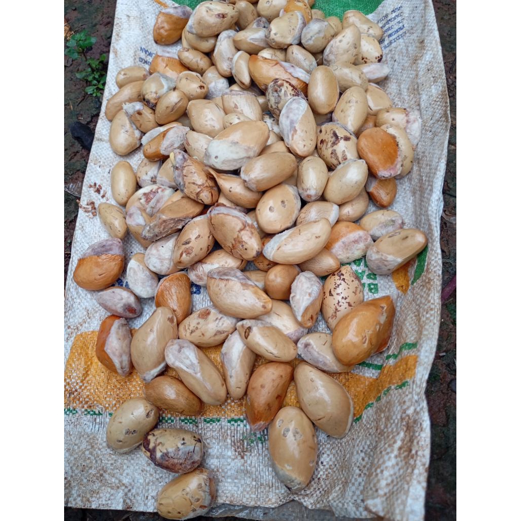 

biji durian segar 1kg