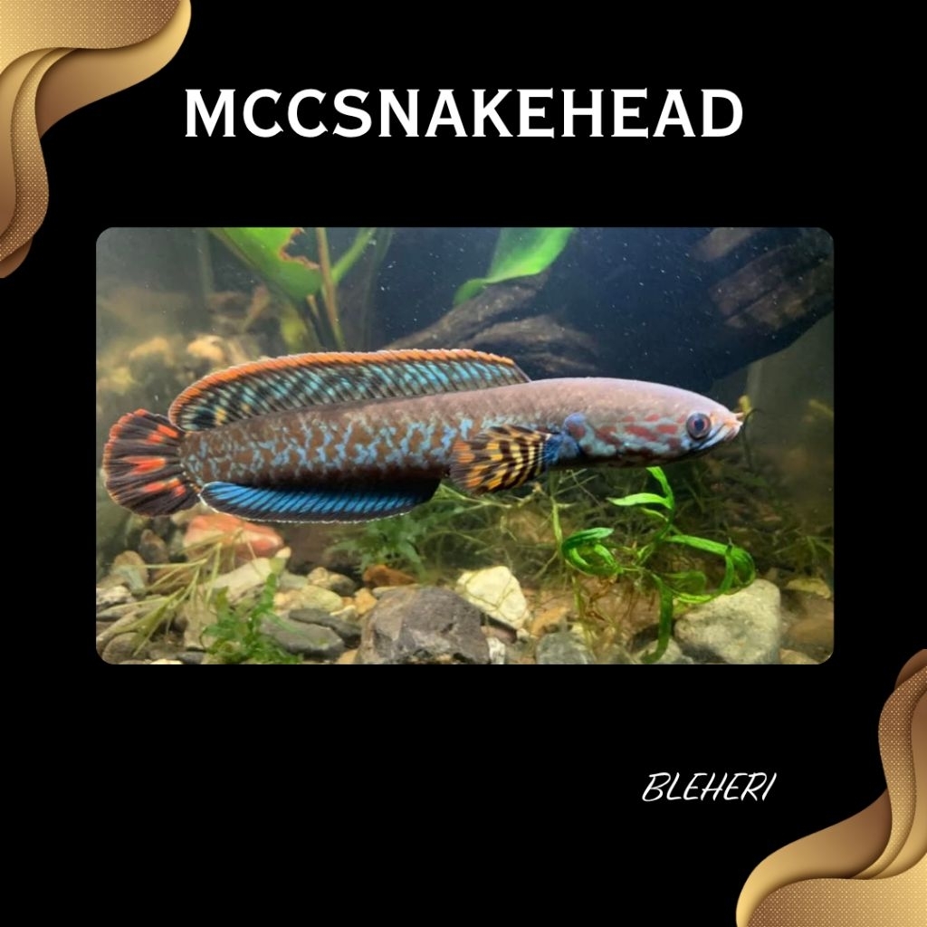 Bleheri Rainbow High Fin | SINGLE TANK - BEST SORTIRAN | Snakehead- Channa Berkualitas - Bergaransi