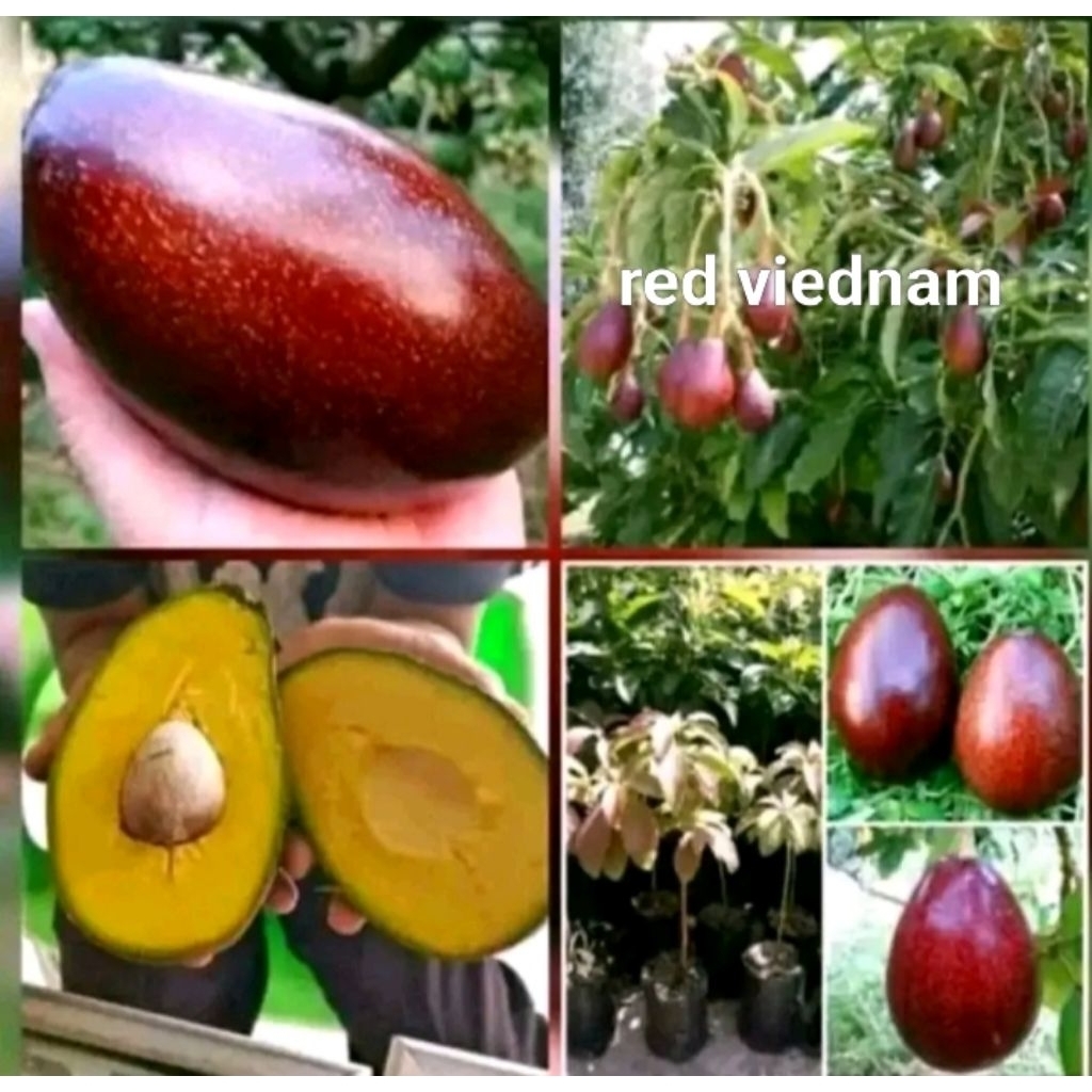 

bibit alpukat red viednam jumbo hasil okulasi ukuran 70cm