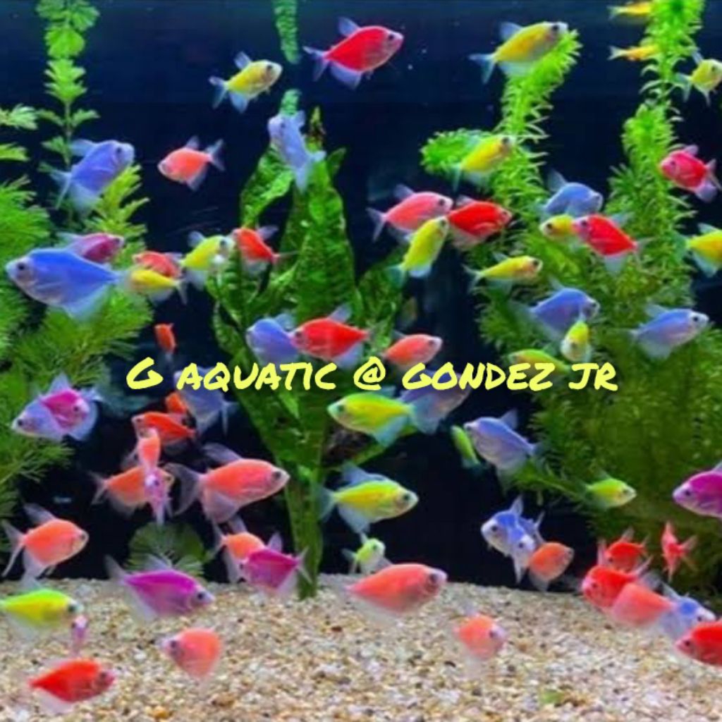 ikan glofish Tetra size M