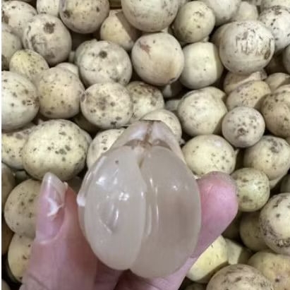 

promo panen raya duku Palembang manis segar 1 kg