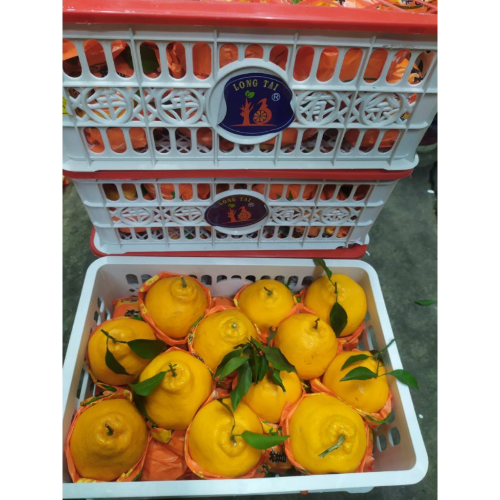 

Buah jeruk papakam import premium manis -+6 kg