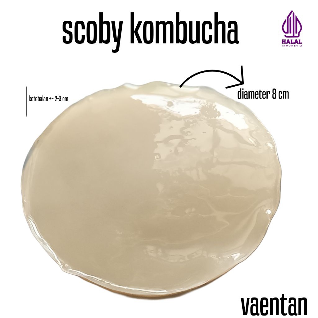 

Bibit SCOBY Kombucha Starter Culture / jamur Dipo