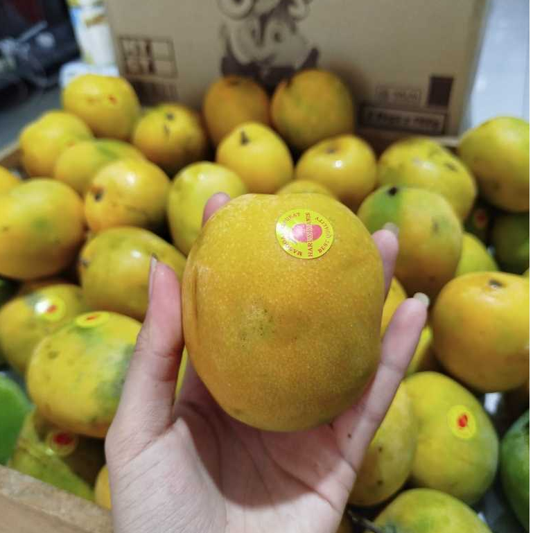 

mangga gedong gincu asli cirebon fresh 1kg