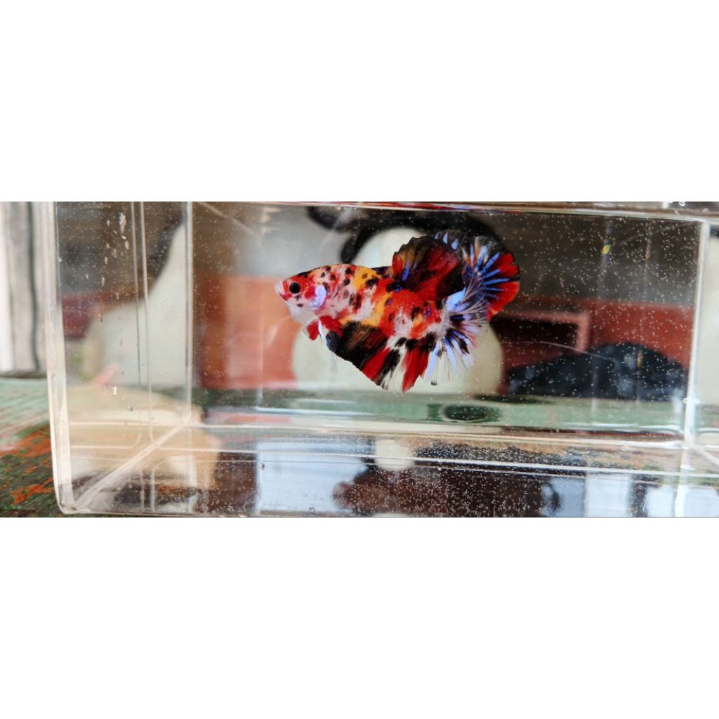 Multicolor Yellow Base HMPK