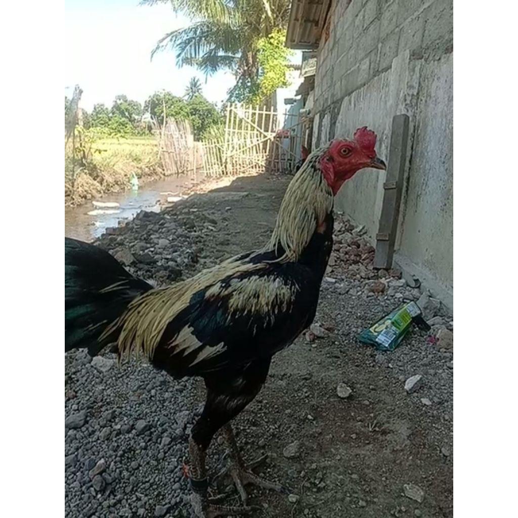 Telur Ayam Fertil Pama iQ cros Mangon,Pama iQ