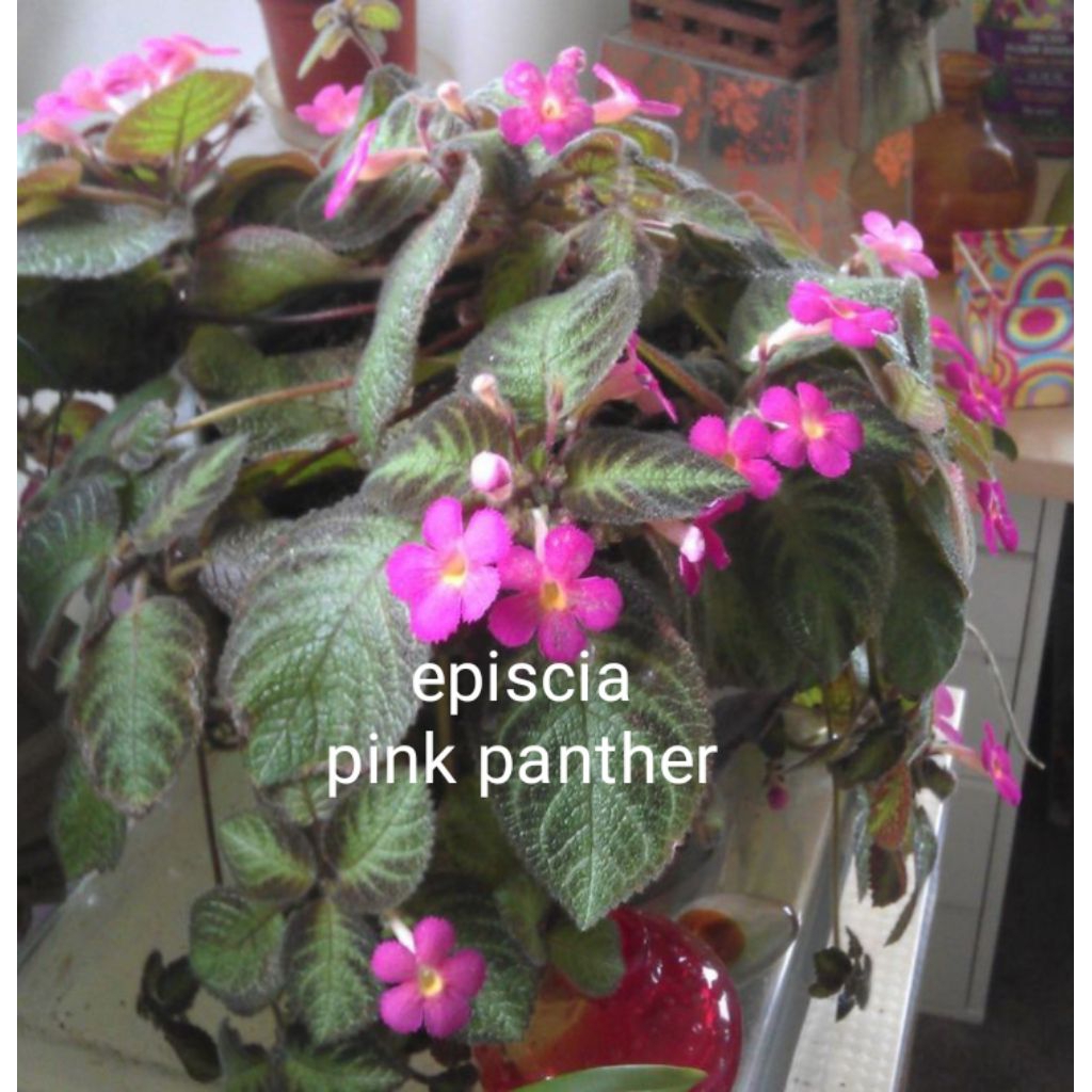 Tanaman hias gantung episcia pink panther