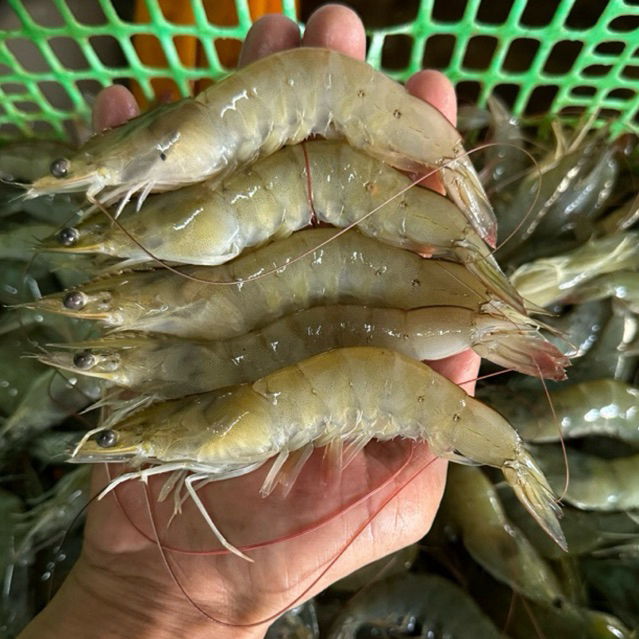 

Udang Vanamei Segar Size 60-65 1Kg Frozen Fresh / Udang Frozen Segar