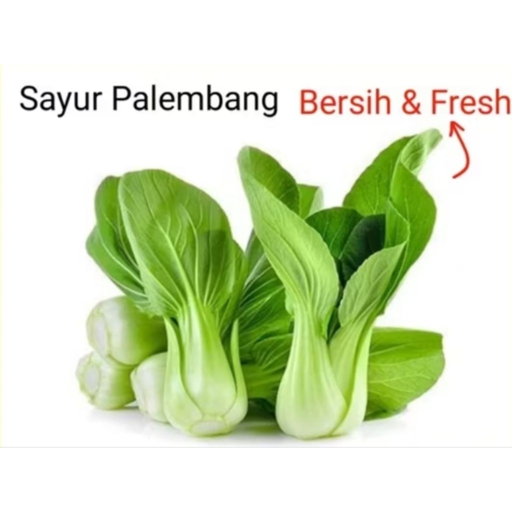 

SAYUR PAKCOY - Palembang
