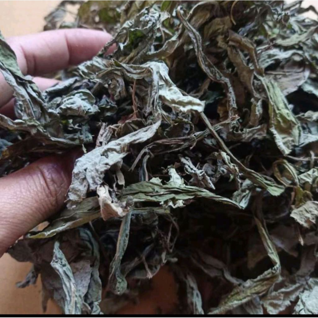 

daun tempuyung kering dijual per 100g