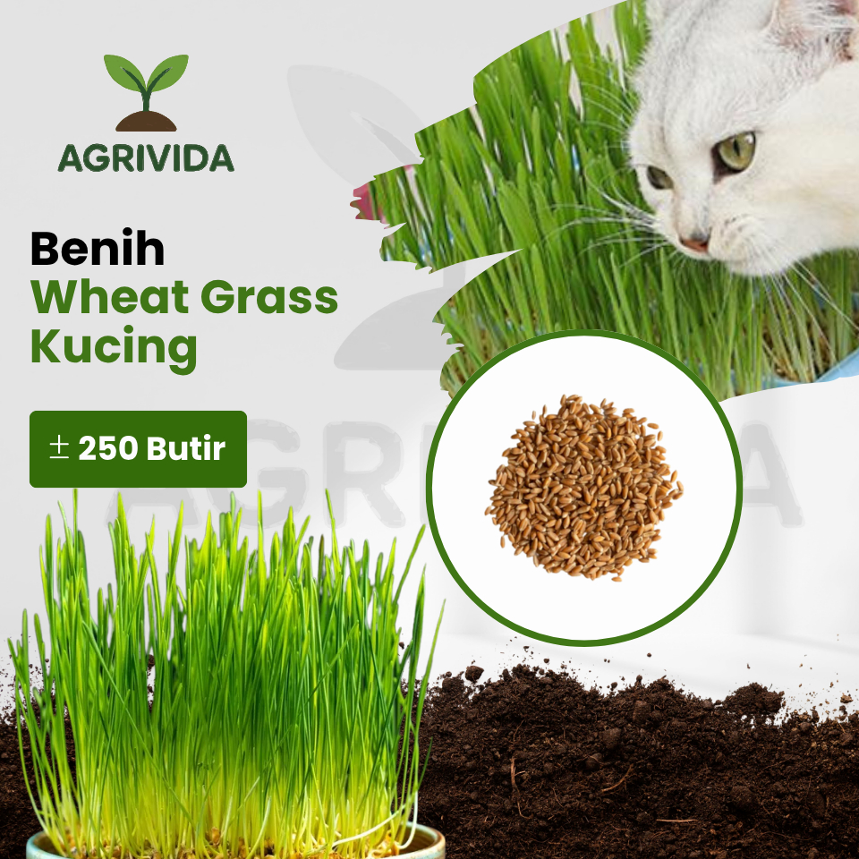 Benih Wheatgrass Kucing 250 Butir