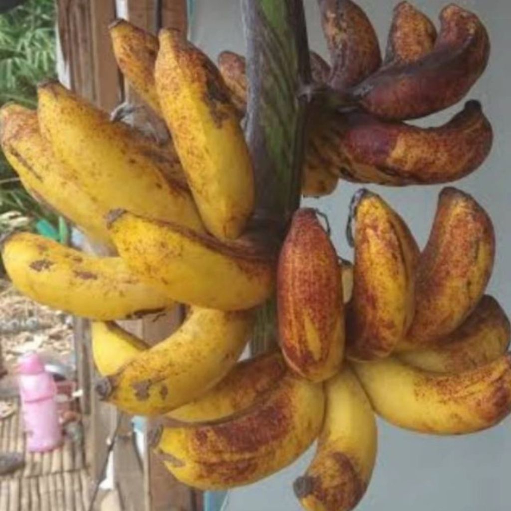 pisang raja cere per 1 kg