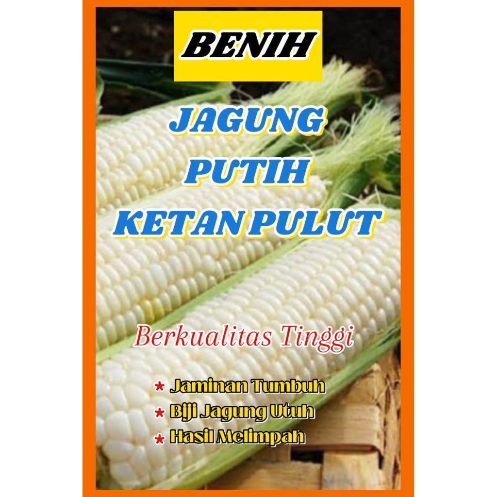 

jagung putih ketan pulut