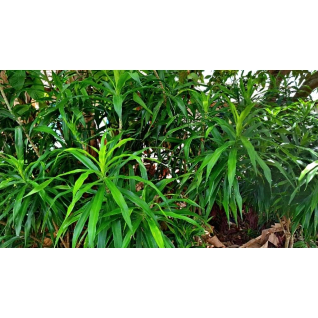 

DAUN SUJI DAUN PEWARNA MAKANAN ALAMI HARGA 1 LEMBAR FRESS PESAN BARU DI PETIK