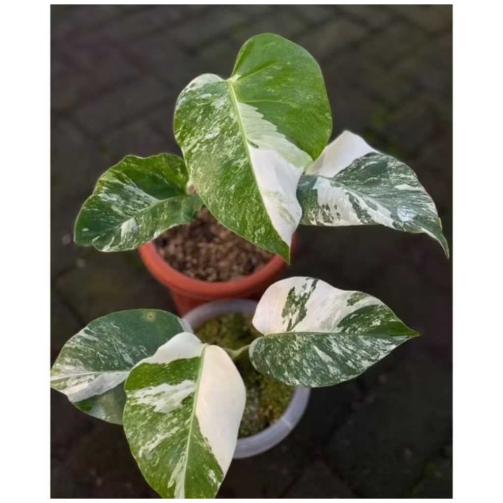 Monstera Varigata White Tiger (Monstera WTG)