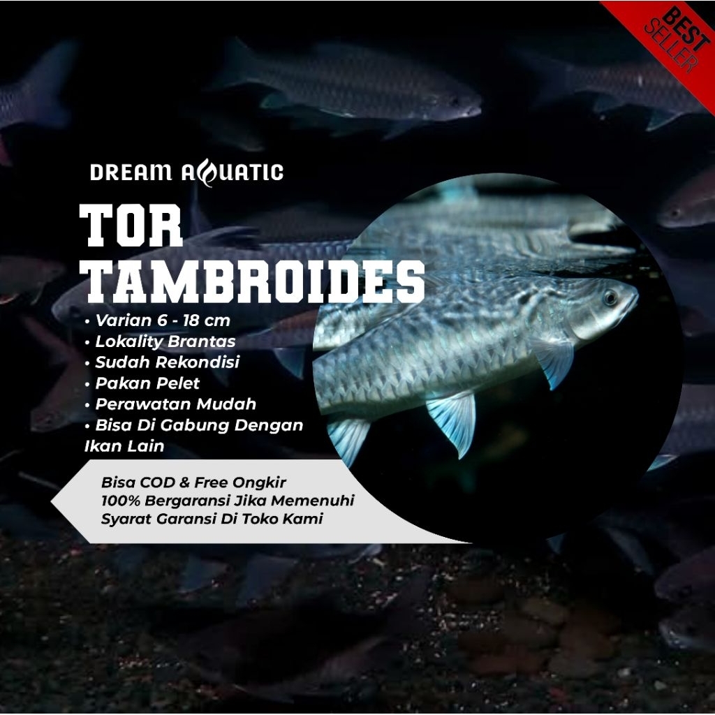 JUAL BLUE MAHSEER TAMBROIDES HIASAN AQUARIUM/AQUASCAPE