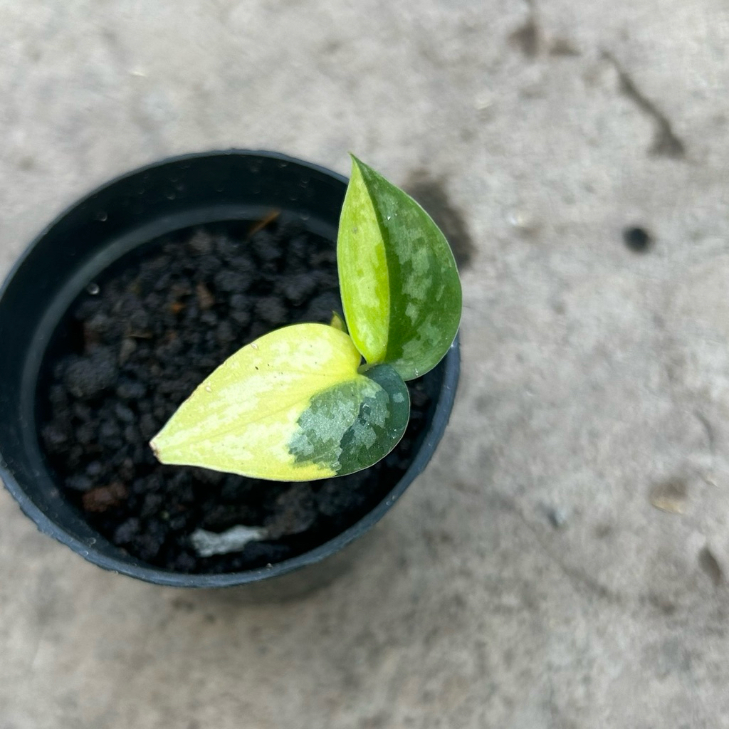 Scindapsus Apolaki Varigata