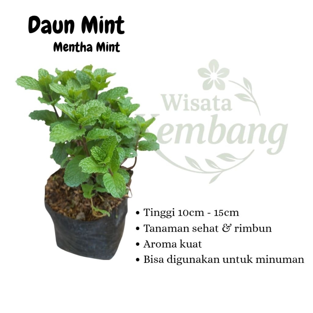 Tanaman Herbal Daun Mint Mentha Piperita ( Bisa Untuk Minuman )