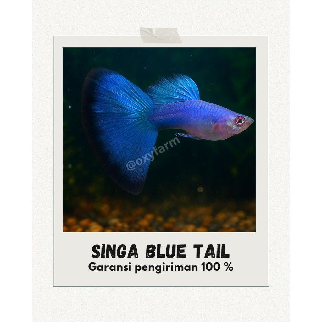 Hiasan Aquarium (Guppy Singa Blue Tail - Ikan Hias Guppy Cantik)