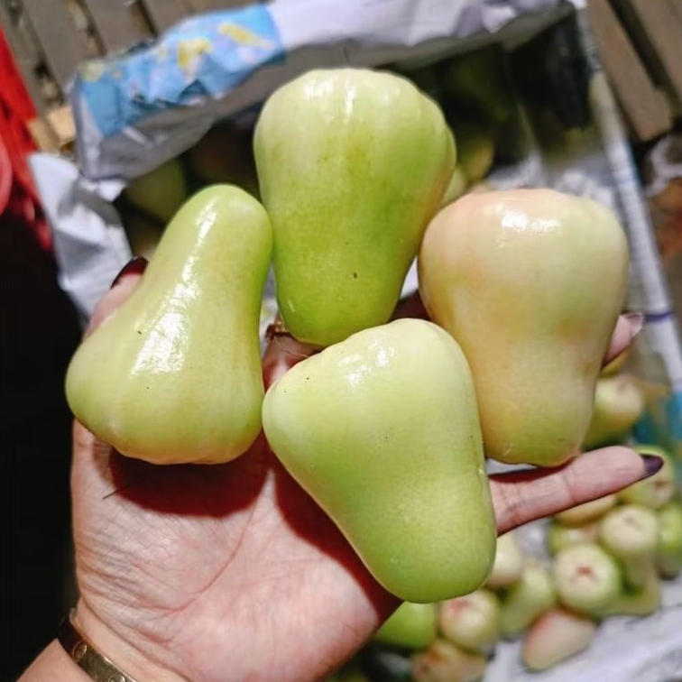 

JAMBU AIR DELI MADU